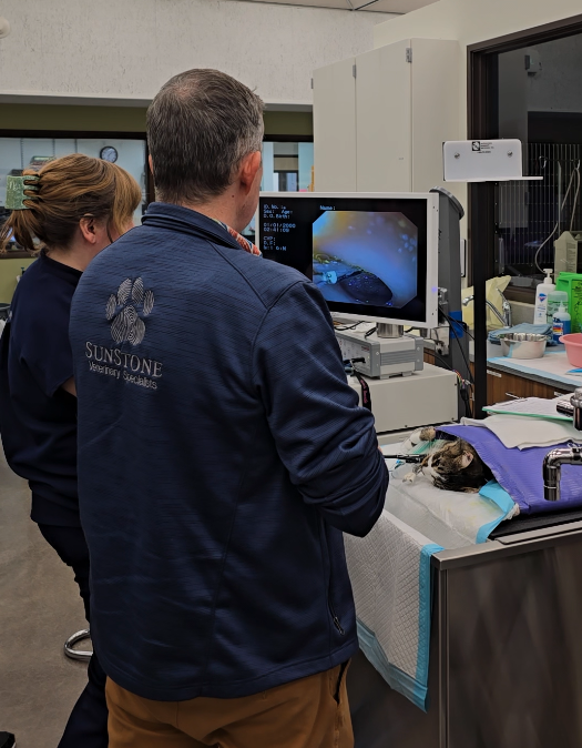 Dr. Joshua Elliott and Dr. Staci Goussev performing an endoscopy with biopsies.